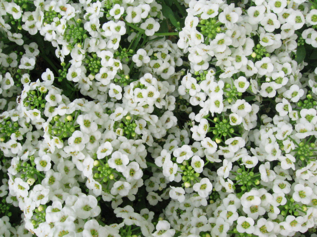 "Sweet alyssum". Licensed under CC BY-SA 3.0 via Wikipedia - http://en.wikipedia.org/wiki/File:Sweet_alyssum.jpg#/media/File:Sweet_alyssum.jpg