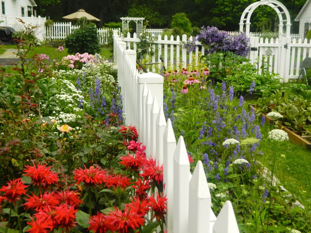 english-cottage-garden-flowers-pam