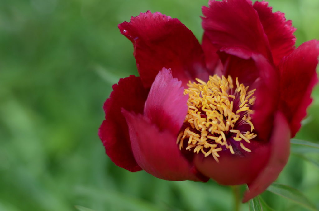 A Peony