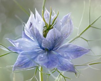 love in mist, gardening, beauty, spring, flowers