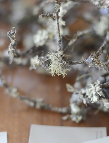 inspiration for kent coffey_nature_wood_texture_gray