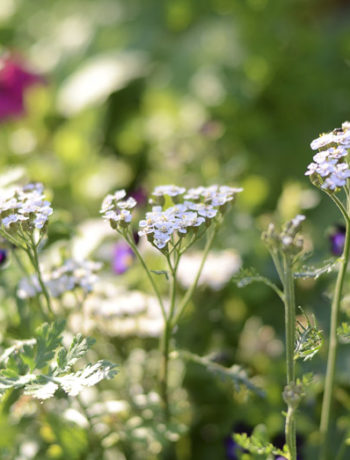 yarrow, cottage garden, white flowers