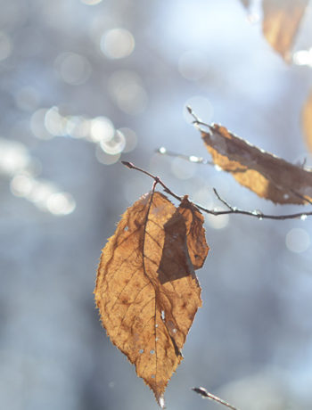 backlit leaf in winter