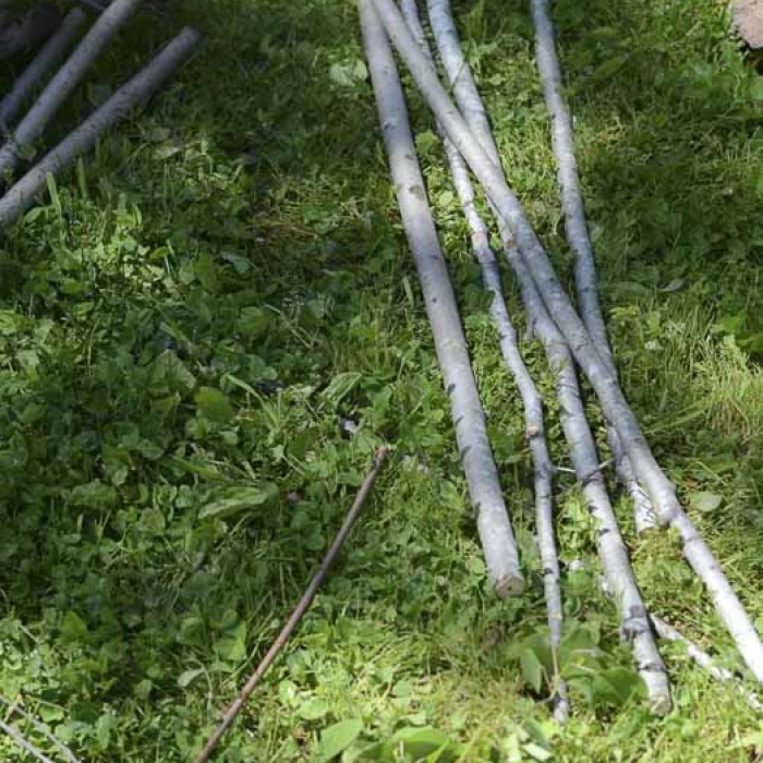 prepare the saplings for installation