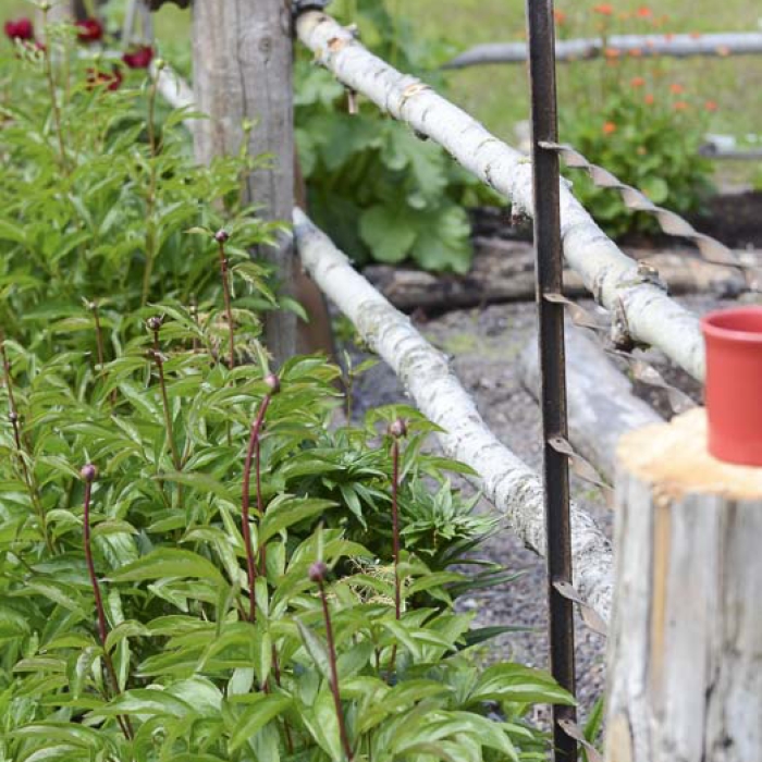 Sapling garden fence with railings