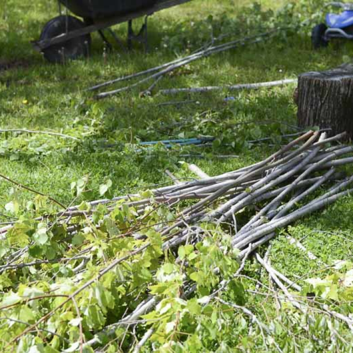 Saplings for sapling fence