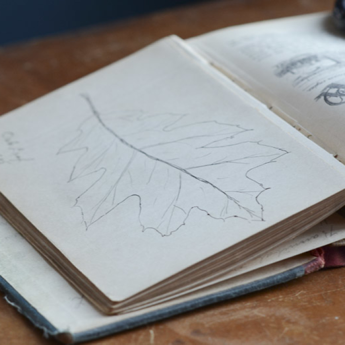 oak leaf ink drawing