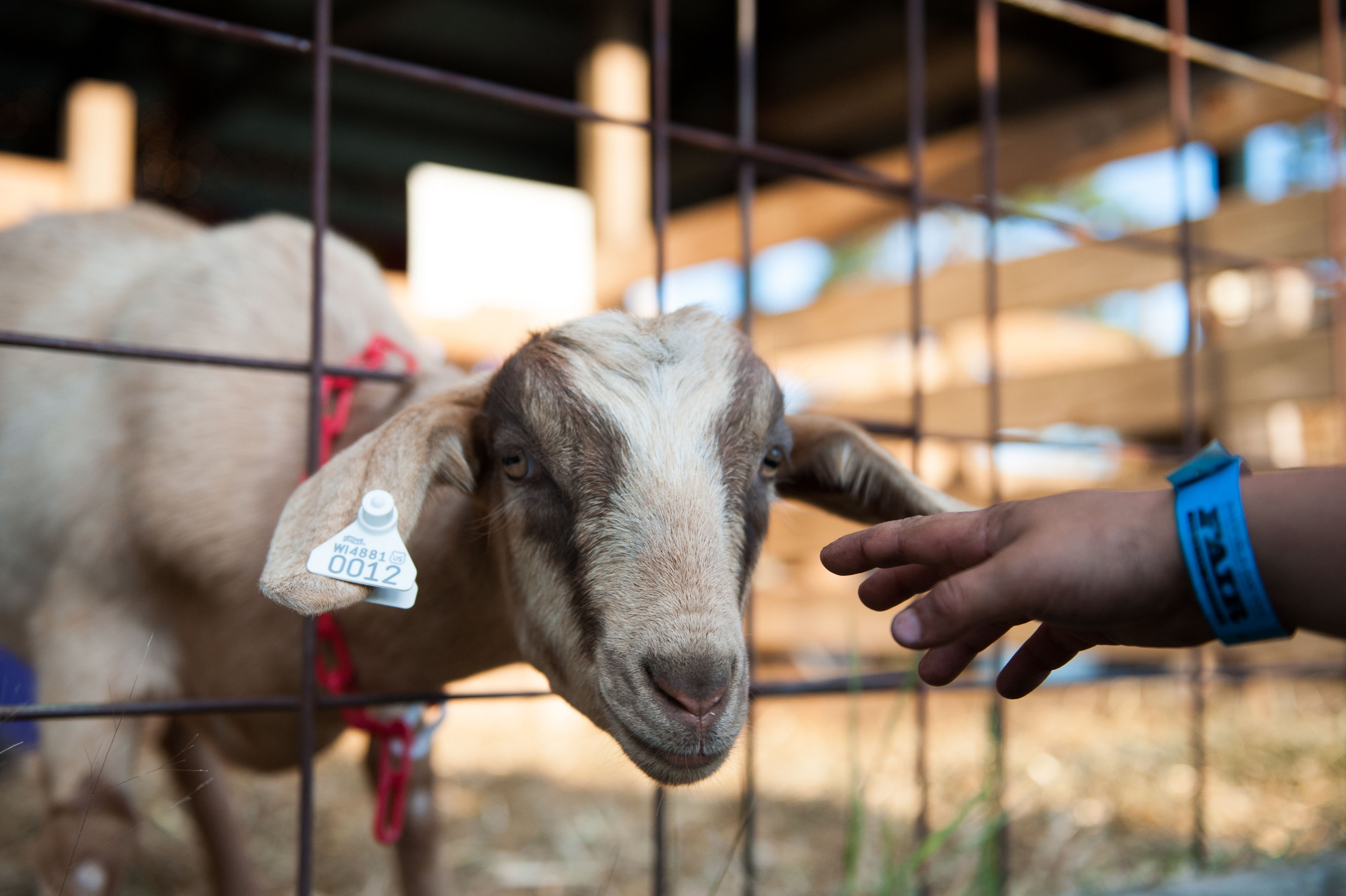 A goat at a local county fair